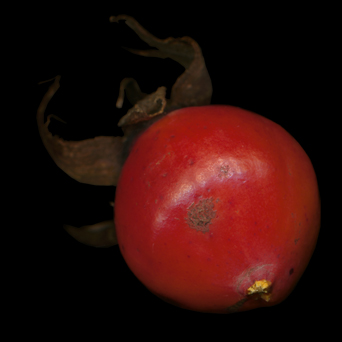 Fruit de rosier. Naturellement libre de droits, sans cadenas, et fertile. Image de Berger en (CC By-SA 3.0)