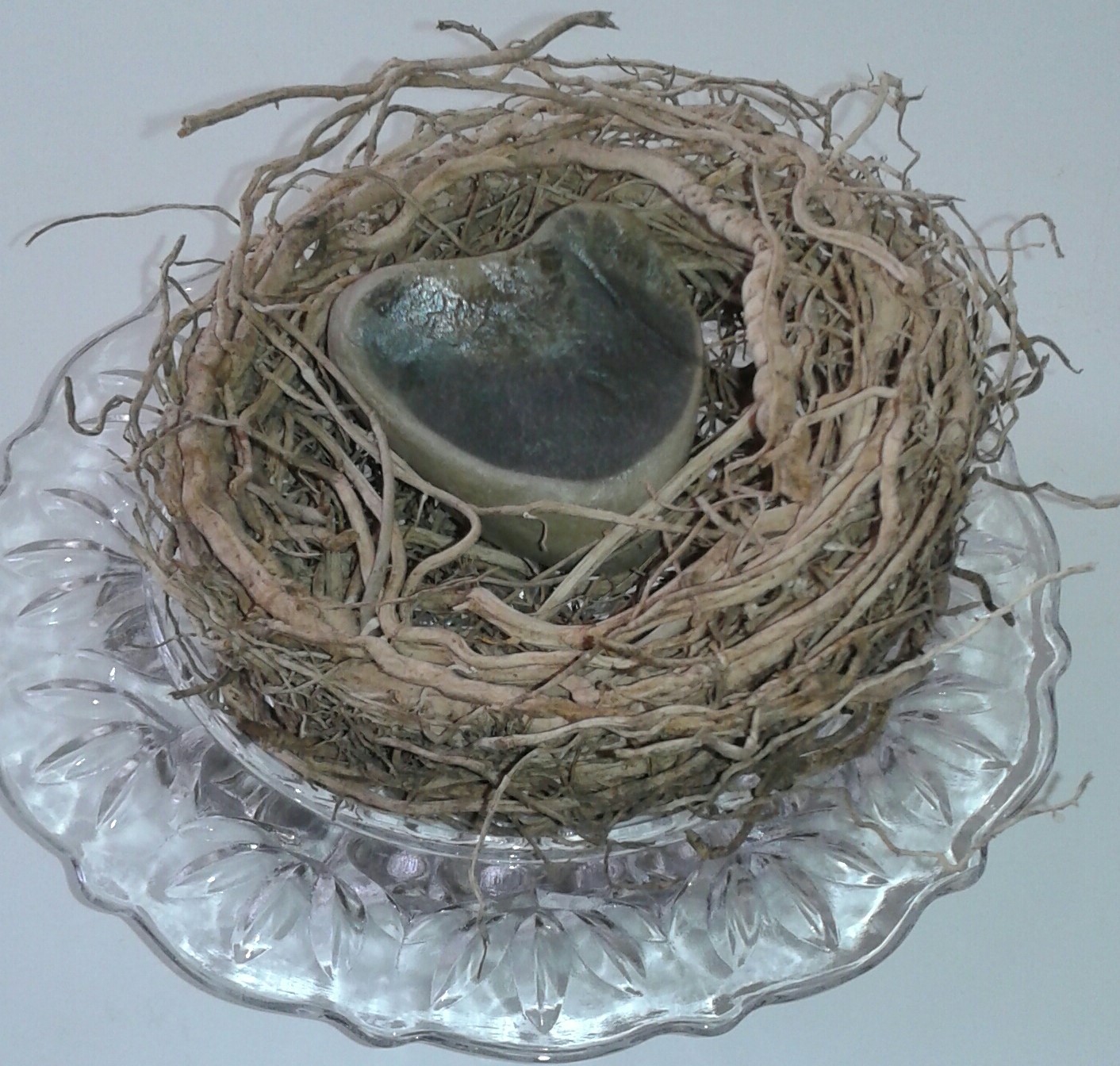 Nid de fines racines