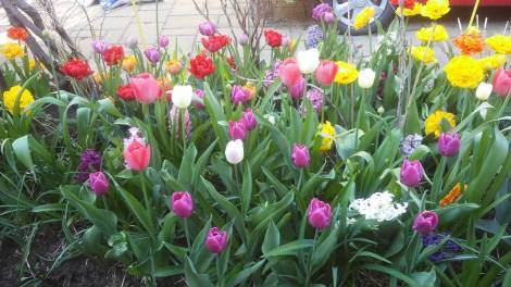 Tulipes-Nathalie Gauvin